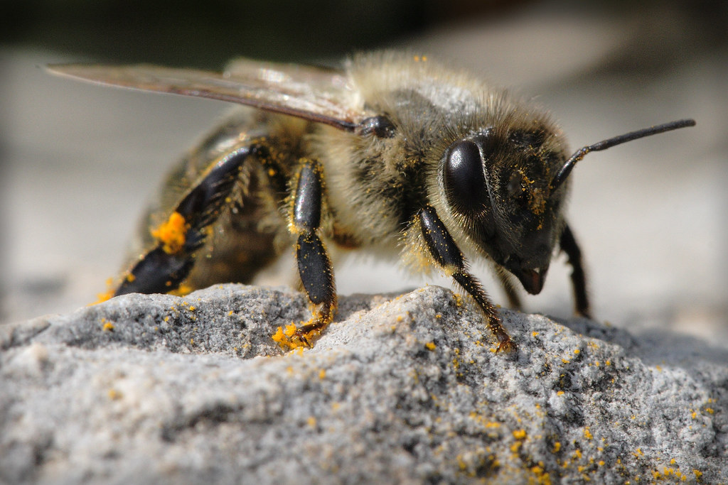 Κοροναϊός: Μέλισσες εκπαιδεύτηκαν να μυρίζουν τη λοίμωξη