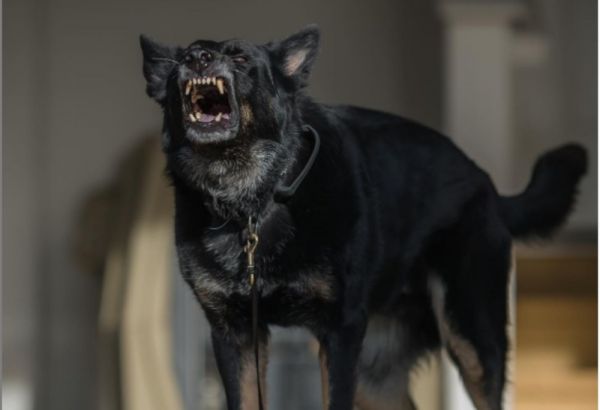 Τα πέντε ζώδια που έχουν τον καυγά στο «τσεπάκι» τους