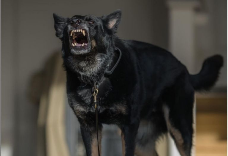 Τα πέντε ζώδια που έχουν τον καυγά στο «τσεπάκι» τους