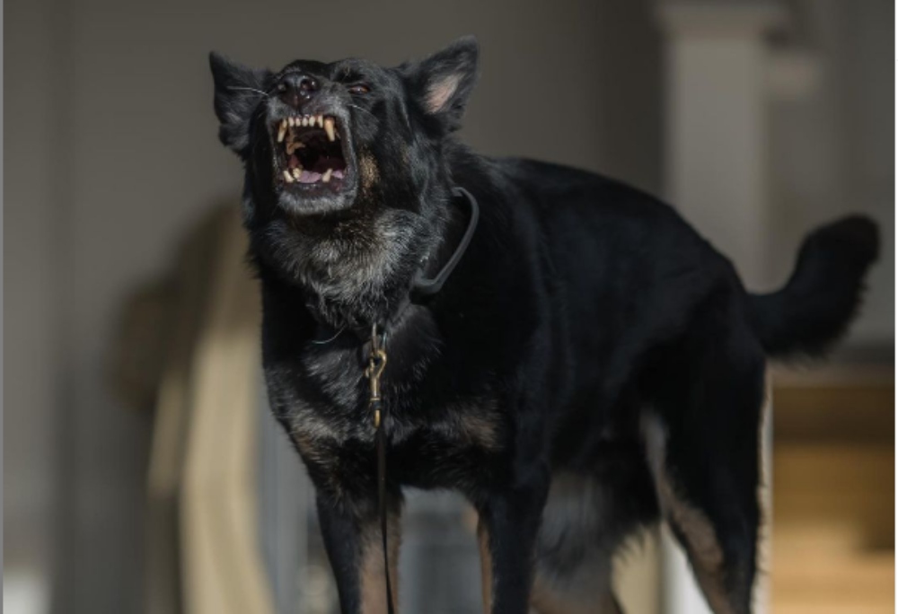 Τα πέντε ζώδια που έχουν τον καυγά στο «τσεπάκι» τους