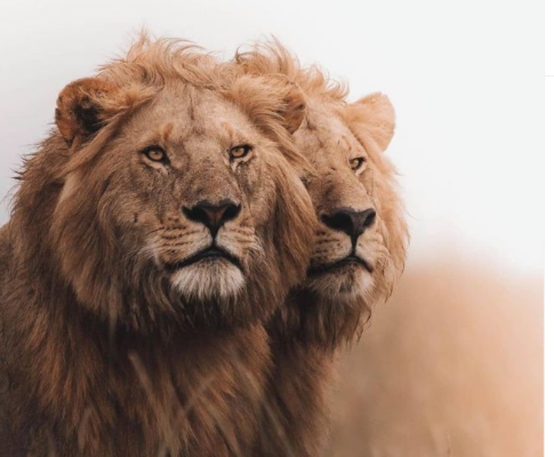 Νότια Αφρική: Απαγορεύεται η εκτροφή λιονταριών σε αιχμαλωσία