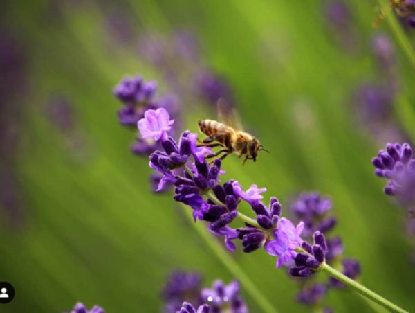 Λεβάντα: 5 τρόποι που μπορείτε να την χρησιμοποιήσετε προς όφελος σας