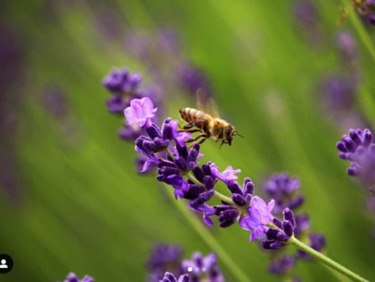 Λεβάντα: 5 τρόποι που μπορείτε να την χρησιμοποιήσετε προς όφελος σας