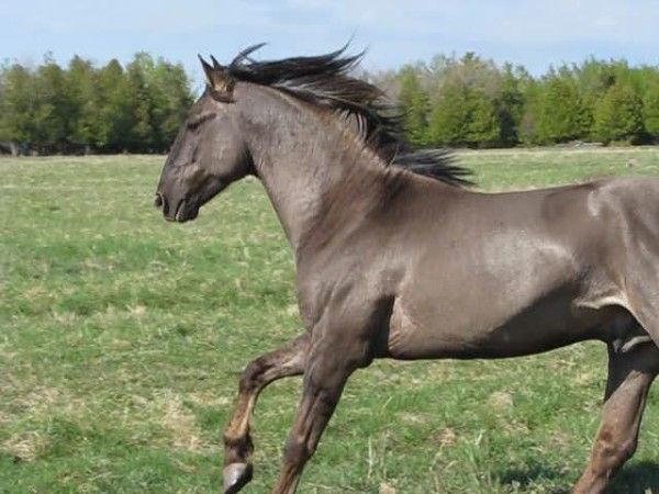 Ιδιαίτερα άλογα που κόβουν την ανάσα με την ομορφιά τους