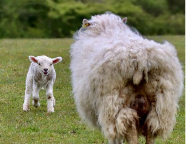 Βρετανία: Νόμος αναγνωρίζει για πρώτη φορά ότι τα ζώα έχουν συναισθήματα