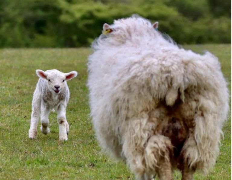Βρετανία: Νόμος αναγνωρίζει για πρώτη φορά ότι τα ζώα έχουν συναισθήματα