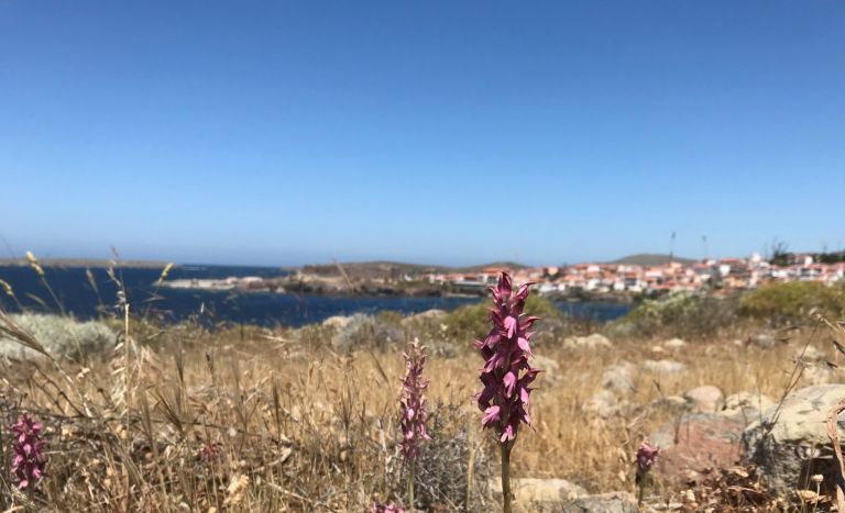 Απολιθωμένο Δάσος Λέσβου: Ανοικτά στο κοινό για πρώτη φορά νέα εκθέματα και μοναδικά ευρήματα