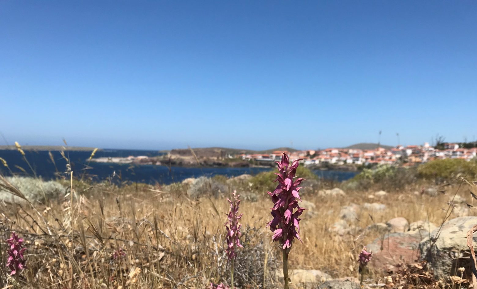 Απολιθωμένο Δάσος Λέσβου: Ανοικτά στο κοινό για πρώτη φορά νέα εκθέματα και μοναδικά ευρήματα