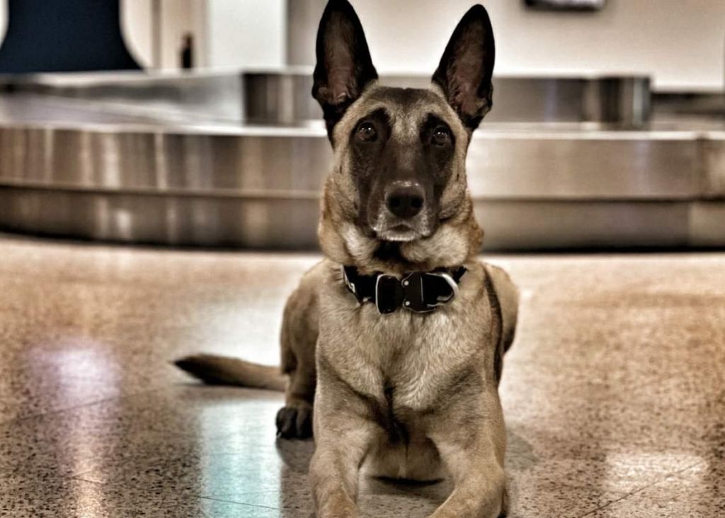 Σκύλοι ανιχνευτές ξετρύπωσαν 170.000 ευρώ που μπήκαν παράνομα στη χώρα