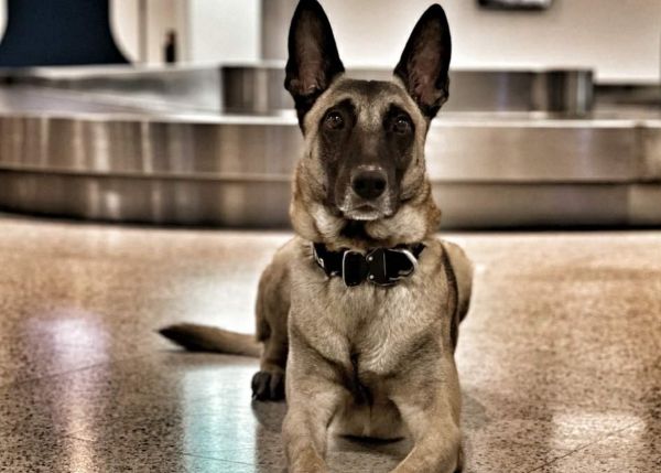 Σκύλοι ανιχνευτές ξετρύπωσαν 170.000 ευρώ που μπήκαν παράνομα στη χώρα