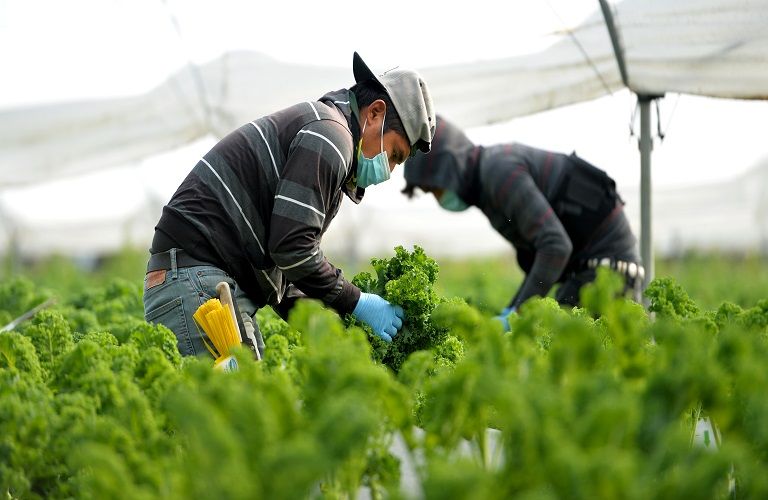 Αγρότες και self-test για κοροναϊό: Είναι υποχρεωτικό;