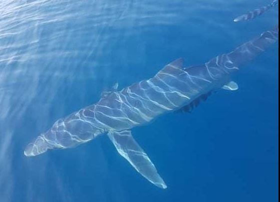 Κινέτα: Καρχαρίας κολυμπούσε δίπλα σε ψαρά
