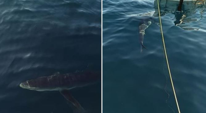 Καρχαρίες κάνουν βόλτες δίπλα σε ψαράδες σε Αμάρυνθο και Κινέτα – Δείτε φωτογραφίες