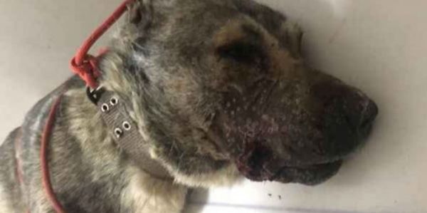 Φρίκη στο Πήλιο: Πυροβόλησαν εξ επαφής σκύλο στο στόμα