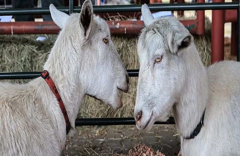 Μαθήματα βιώσιμης ανάπτυξης από την παραδοσιακή αιγοπροβατοτροφία