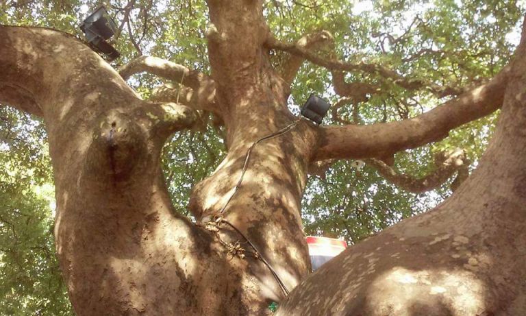 Η κοινωνική ζωή των δέντρων