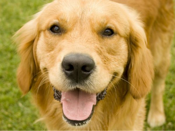 Κοροναϊός: Εκπαιδευμένα σκυλιά μπορούν να εντοπίσουν ανθρώπους που έχουν μολυνθεί