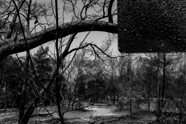 Γεράνεια Όρη: Χιλιάδες τραυματισμένα ζώα στα αποκαΐδια – Έκκληση για βοήθεια