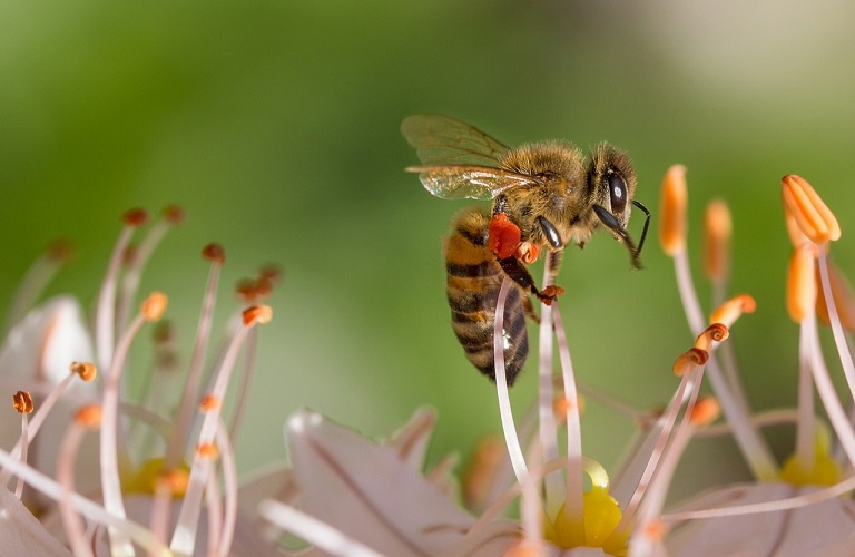 Προστασία των μελισσών: Νέα μέθοδος για την εκτίμηση του κινδύνου