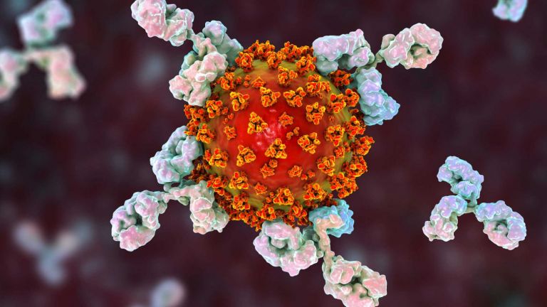 Κοροναϊός: Πώς το ανοσοποιητικό σύστημα μετατρέπεται από φίλος σε εχθρός