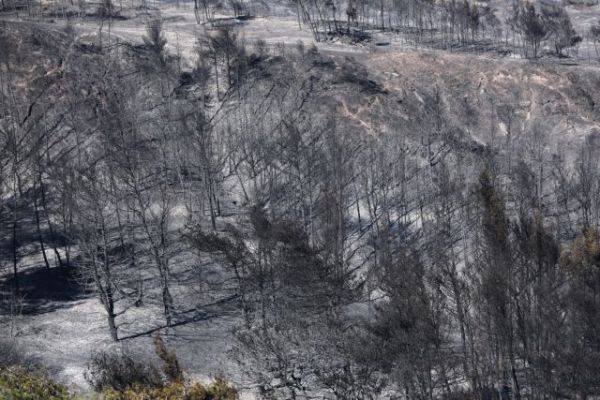 Γεράνεια Όρη: Να κηρυχθεί άμεσα η περιοχή αναδασωτέα ζητά το Περιφερειακό Συμβούλιο Αττικής