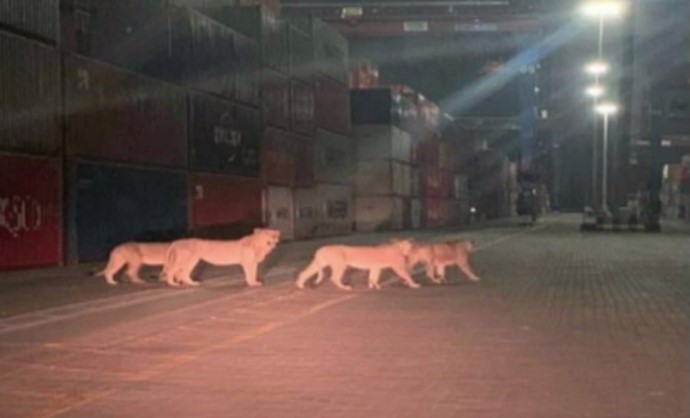Δραπέτευσαν λιοντάρια στο λιμάνι του Πειραιά; Η φωτογραφία που αποδείχτηκε fake