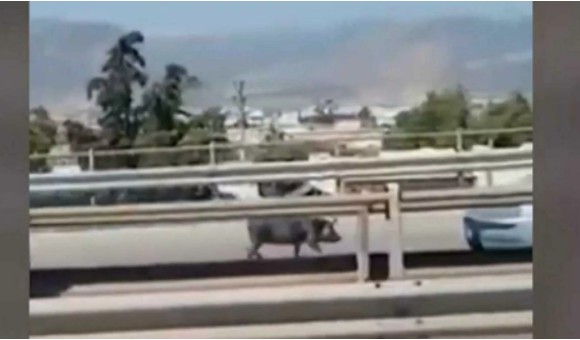 Σοβαρό τροχαίο στην Εθνική Οδό λόγω… αγριογούρουνου