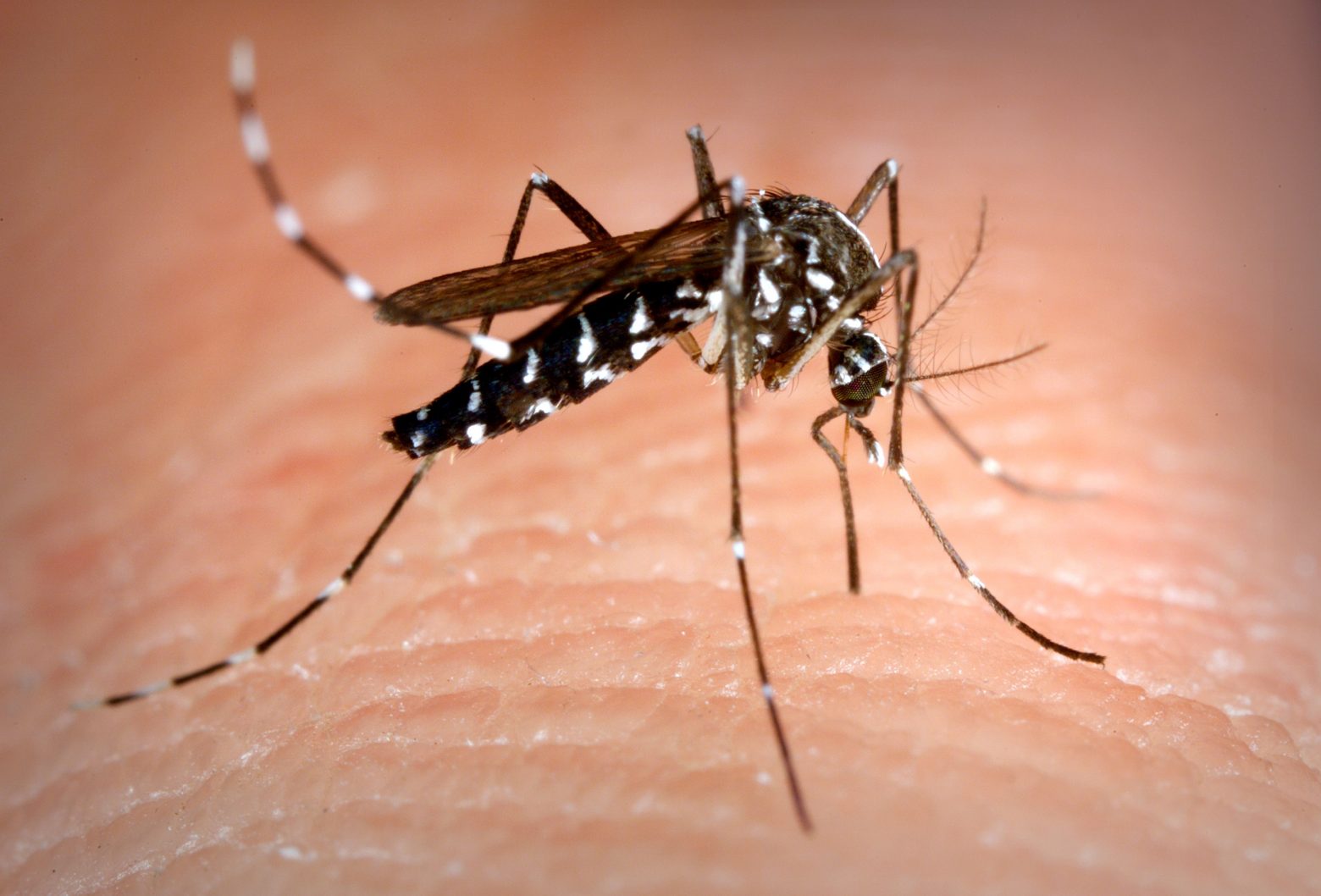 Γιατί η Φλόριντα απελευθερώνει μεταλλαγμένα κουνούπια που φθορίζουν