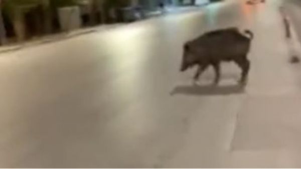 Θεσσαλονίκη: Αγριογούρουνο βγήκε «βόλτα» στα Λαδάδικα