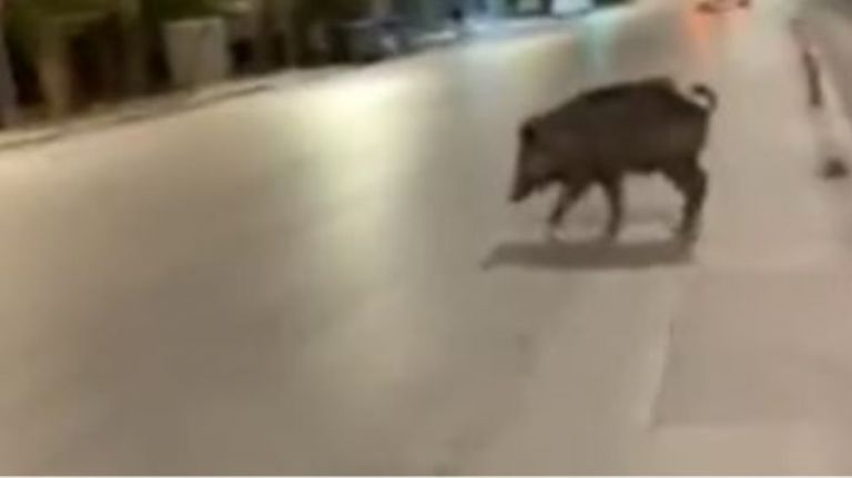 Θεσσαλονίκη: Αγριογούρουνο βγήκε «βόλτα» στα Λαδάδικα