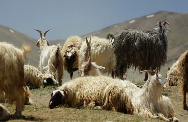 ΟΠΕΚΕΠΕ: Τι απαντά για τους «κομμένους» κτηνοτρόφους από τη συνδεδεμένη