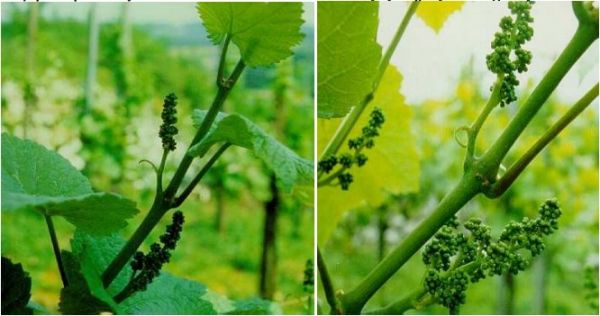 Αμπέλι: Εχθροί και ασθένειες της εποχής