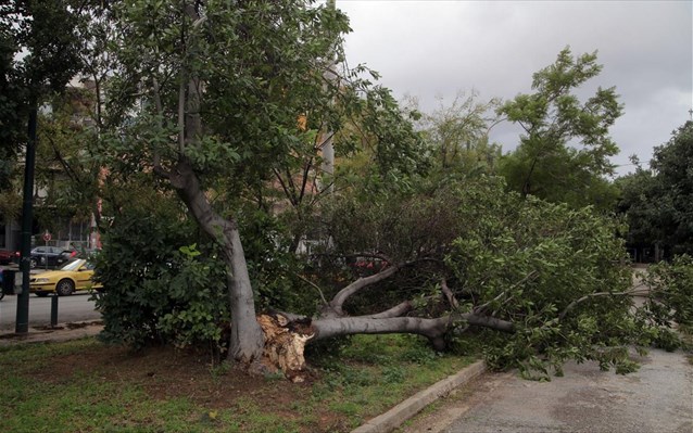 Κακοκαιρία: Πτώση δέντρων από τους ισχυρούς ανέμους στη Θεσσαλονίκη
