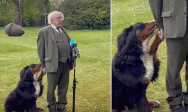 Ιρλανδία: Ο σκύλος του προέδρου που «έκλεψε» την παράσταση ζητώντας χάδια