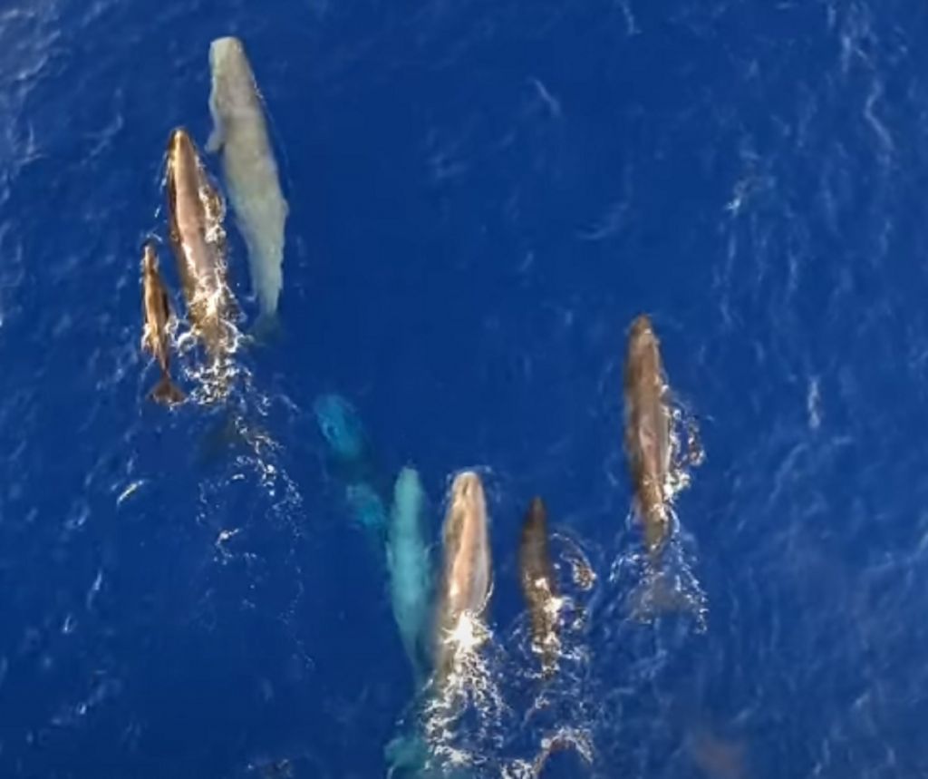 Μαγικές εικόνες στο Ιόνιο – Η στιγμή που φάλαινα θηλάζει το μικρό της