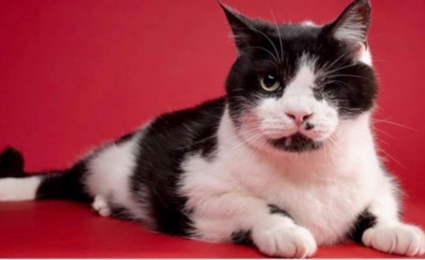 Διάσημη «γάτα-ζόμπι» ζει μια ακόμα νέα ζωή