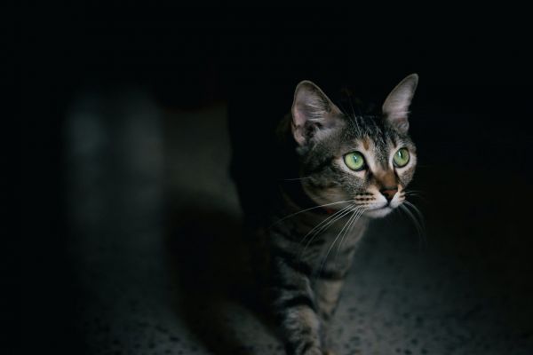 Γάτος-αλάνι επισκέπτεται καθημερινά ένα σπίτι – μέχρι που… μετακομίζει με το «έτσι θέλω» [Βίντεο]