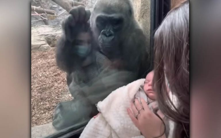 Συγκινητικό: Μητέρα γορίλας «συστήνει» το παιδί της σε οικογένεια επισκεπτών με μωρό