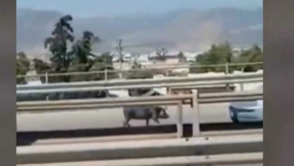 Aγριογούρουνα κάνουν βόλτες στην Εκάλη και την Εθνική Οδό- Βίντεο