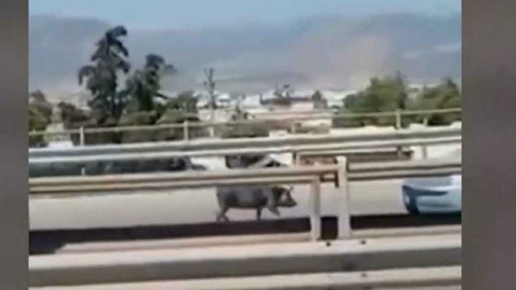 Aγριογούρουνα κάνουν βόλτες στην Εκάλη και την Εθνική Οδό- Βίντεο