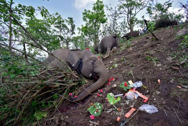 Ινδία: Νεκροί εντοπίστηκαν 18 άγριοι ελέφαντες – Πιθανόν χτυπήθηκαν από κεραυνούς