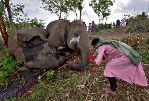 Ινδία: Νεκροί εντοπίστηκαν 18 άγριοι ελέφαντες – Πιθανόν χτυπήθηκαν από κεραυνούς