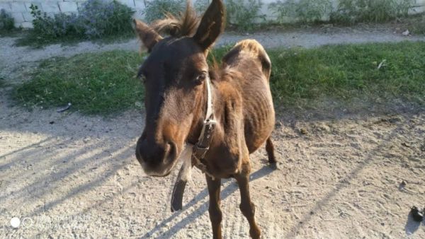 Κακοποίηση αλόγου στο Πλωμάρι – Μία σύλληψη