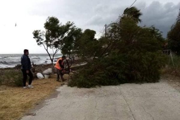 Λέσβος: Θυελλώδεις άνεμοι και πτώσεις δένδρων – Προβλήματα στο οδικό δίκτυο