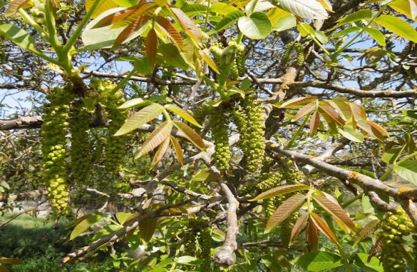 Καρυδιά: Αντιμετώπιση των ασθενειών και εντομολογικών εχθρών