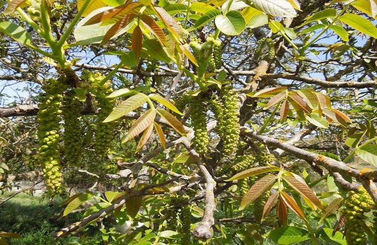 Καρυδιά: Αντιμετώπιση των ασθενειών και εντομολογικών εχθρών