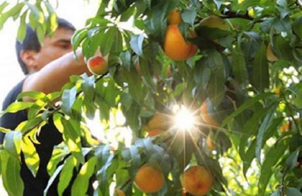 Σε εξέλιξη η πληρωμή για «Κομφούζιο»