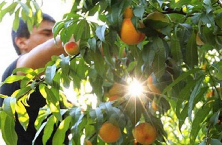 Σε εξέλιξη η πληρωμή για «Κομφούζιο»