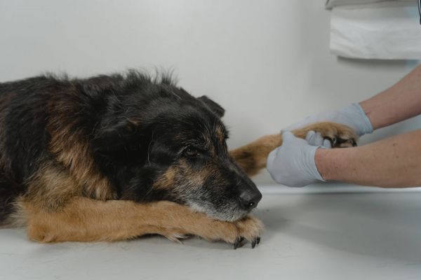 Απεργούν οι κτηνίατροι – Αντιδρούν στο νομοσχέδιο για τα ζώα συντροφιάς
