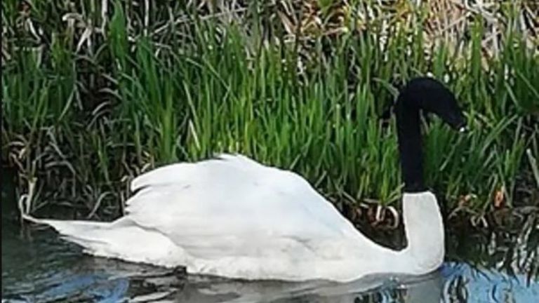 Ασυνείδητοι έβαλαν μια κάλτσα στο κεφάλι κύκνου: Τους αναζητά η αστυνομία